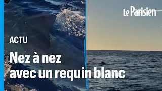 Ils tombent nez à nez avec un requin blanc de 5 mètres au large de la Camargue [upl. by Manfred]