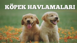 KÖPEK HAVLAMALARI  HAVLAYAN KÖPEKLER [upl. by Blayze]