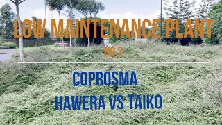 Coprosma acerosa Taiko vs Hawera which is the best [upl. by Nonek]