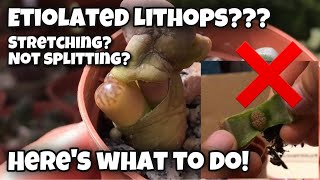 Lithops update  what to do with etiolated stretching not splitting living stone  living rocks [upl. by Anizor665]