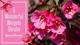 5 Wonderful Weigela Shrubs  Naturehillscom [upl. by Grantland]