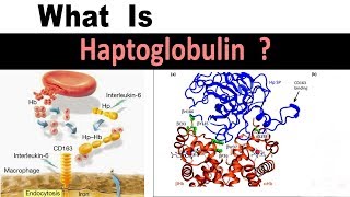 What is Haptoglobin   Clear Explain [upl. by Markus]