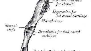 MNEMONIC  Sternal Angle [upl. by Riaj742]