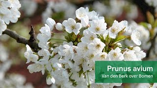 Prunus avium  Van den Berk over Bomen [upl. by Ived61]