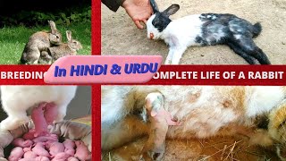 The Complete Guide to Rabbit Life Breeding Birth and Baby Care [upl. by Bundy]