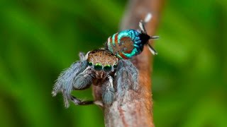 Peacock Spider 15 Maratus ottoi [upl. by Woodman]