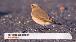 Northern Wheatear or Wheatear Oenanthe oenanthe ♀  Steinschmätzer 2 [upl. by Nanny]