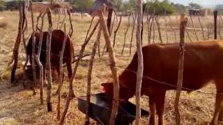 Small Scale Cattle Fattening in Zimbabwe [upl. by Merell]