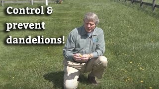 How to Control amp Prevent Dandelions  Lawn Care Tips amp Dandelion Prevention [upl. by Yenal]