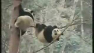 Panda Falling Out Of Tree  Funny Videos Do not watch if retarded [upl. by Otrebcire661]