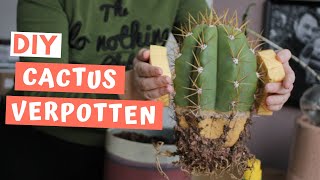 Zo verpot je zelf een cactus zonder stekels in je vingers  DIY CACTUS VERPOTTEN [upl. by Kathlin508]