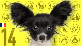 14 Papillon ❤️ TOP100 Cute Dog Breeds Video [upl. by Aldarcy]