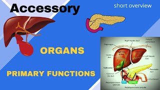 Accessory Organs that help in digestion and absorption of nutrients Liver Gallbladder Pancreas [upl. by Soule]