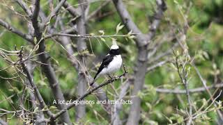 Finschs wheatear or Pied Wheatear x Blackeared Wheatear hybrid in Bulgaria [upl. by Deedahs]