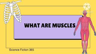 MUSCULAR SYSTEM  MUSCLES TYPES OF MUSCLES muscles science biology [upl. by Aihsel]