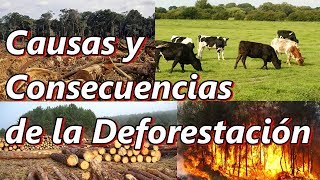 Causas y Consecuencias de la Deforestación y la Tala Inmoderada [upl. by Araic]