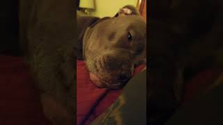 sleepy bluenose pitbull lullaby 2 [upl. by Bowra]