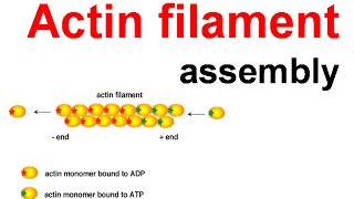 Actin filament assembly [upl. by Hadria]