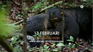 Chimpanzee  Disneynature  TV spot VANAF [upl. by Nadoj]