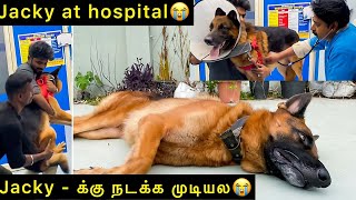 Jacky  க்கு நடக்க முடியல😭  Jacky at hospital🏥  Jacky the German Shepherd [upl. by Anialahs]