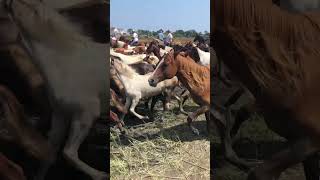 Chincoteague Ponies Stampeding 2023 [upl. by Nollie]