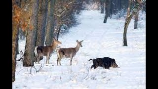 Jolie rencontre de sangliers et de cerfs dans un paysage enneigé [upl. by Adekahs986]