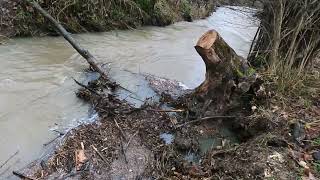 Hochwasser Überschwemmung  Biberbau  abgefressene Bäume [upl. by Alracal907]