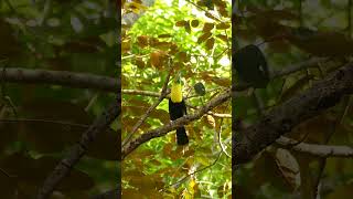 Keel Billed Toucan calling for mates keel toco toucan bird mate call nature wildlife HA86233 [upl. by Maitund958]