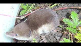 Interesting Facts about Shrew [upl. by Jeffery]