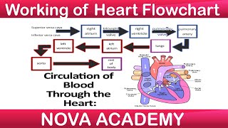 Working of Heart Flowchart  Human Heart  Class 7 Science  Circulation of Blood through Heart [upl. by Pearson1]