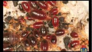 Bed Bugs Facts and Fiction [upl. by Prasad]