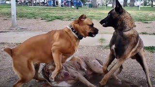 Cane Corso Breaks Up Belgian Malinois amp American Bully At Dog Park [upl. by Kcirddor]