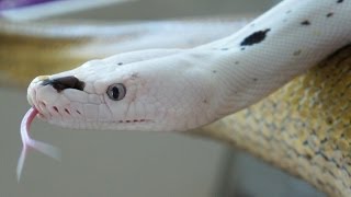 Snakes in Chicago  SnakeBytesTV [upl. by Xilef988]