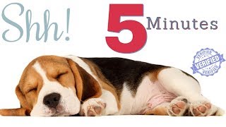 Sound To Make Your Dog Sleep within 5 Minutes  Dog Hypnosis [upl. by Vernice]