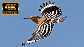 Búbos banka a kertemben  Búbos banka madár Upupa epops  Hoopoe 4K Ultra HD Video [upl. by Seema]