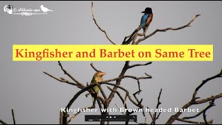 King fisher amp Barbet White throated King Fisher and Brown Headed Barbet on same Tree  2022 [upl. by Ainatnas]