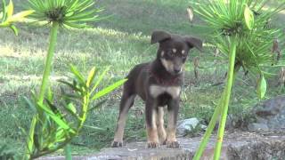 Kelpie  Pure Bred Red and Tan 2014 Litter [upl. by Sochor]