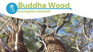 How to Use Buddha Wood Essential Oil [upl. by Ihp943]