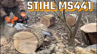 STIHL MS441CM MAGNUM BEAST OF A CHAINSAW [upl. by Burner]