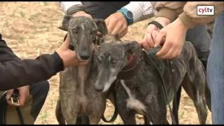 Campeonato de España de Galgos en Nava del Rey Valladolid Cuartos de final [upl. by Anawak439]