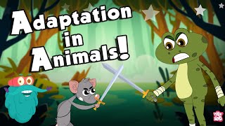 ANIMALS ADAPTATION  How Adaptation In Animals Work  The Dr Binocs Show  Peekaboo Kidz [upl. by Gnos]