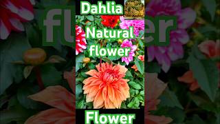 Dahlia plant beautiful flower my nursery grow plants flowers winter plant viralshorts shorts [upl. by Tobit381]