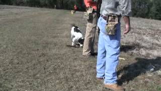 Pheasant Hunt Tower Shoot [upl. by Jennilee]