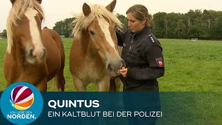 Quintus – Ein Kaltblut bei der Polizei [upl. by Kerwon612]