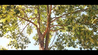 ಅಗರಬತ್ತಿ ಮರ Persea macranthaAgarbathi tree அகர்பத்தி மரம் [upl. by Annavas]