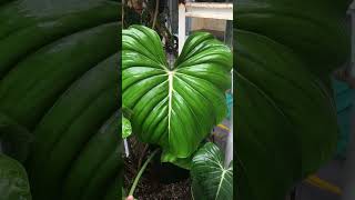 The beauty of Philodendron Mcdowell PhGloriosum x PhPastazanum after watered aroid houseplant [upl. by Nauqe]