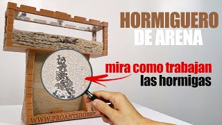 Mira a las hormigas cavar sus túneles  Hormiguero de arena  El Mundo de las Hormigas [upl. by Anear210]