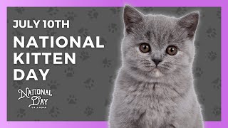 National Kitten Day  July 10th  National Day Calendar [upl. by Hurff]