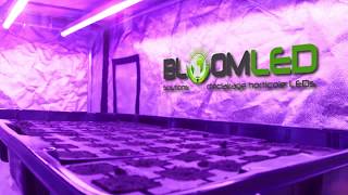 Vidéo en accéléré de semis de basilic sous lampes horticoles LEDs SpectraLINE  BloomLED [upl. by Blane358]