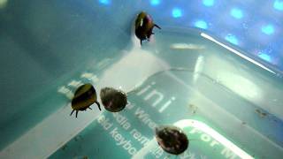 Horned Nerite Snails quotwalkingquot beneath the water surface [upl. by Okia]